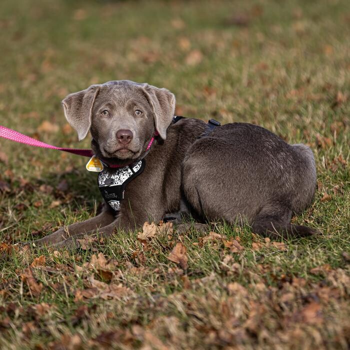 Bilder Hundetraining Zum Dream-Team