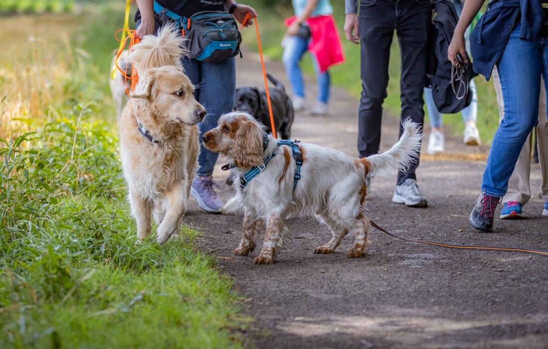 Bilder Hundetraining Zum Dream-Team