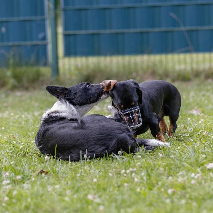 Bilder Hundetraining Zum Dream-Team