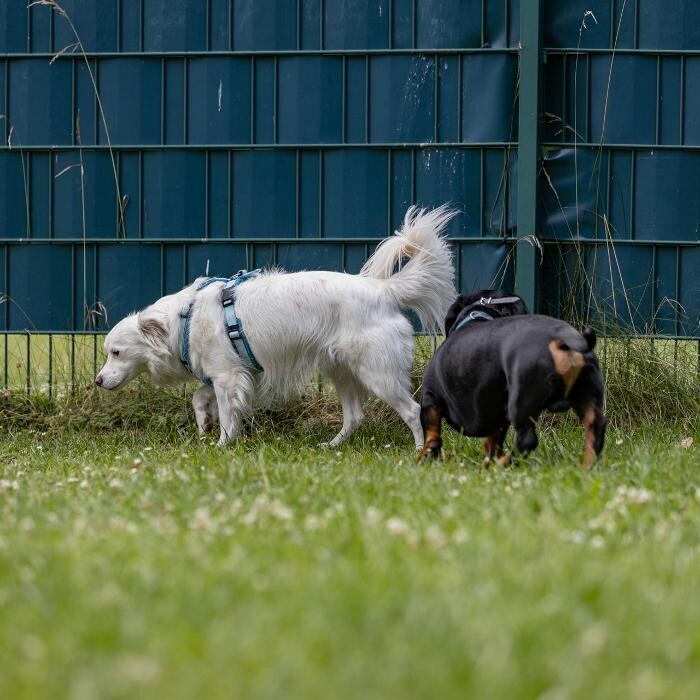 Bilder Hundetraining Zum Dream-Team