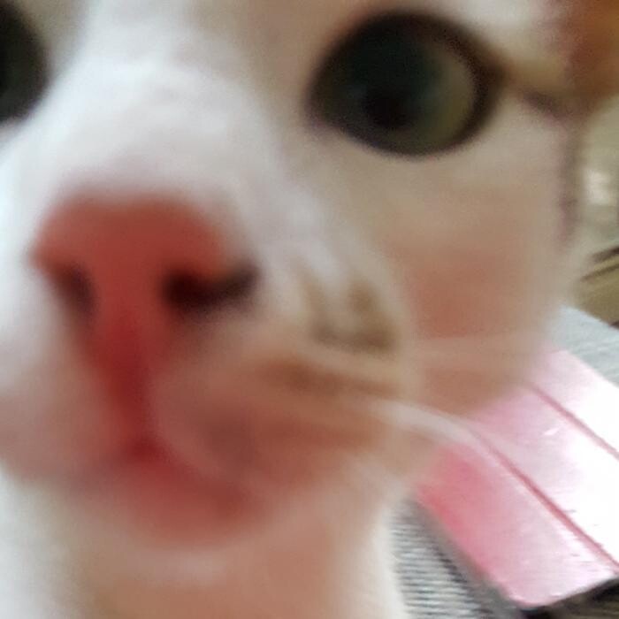 Bilder Katzennestsitter