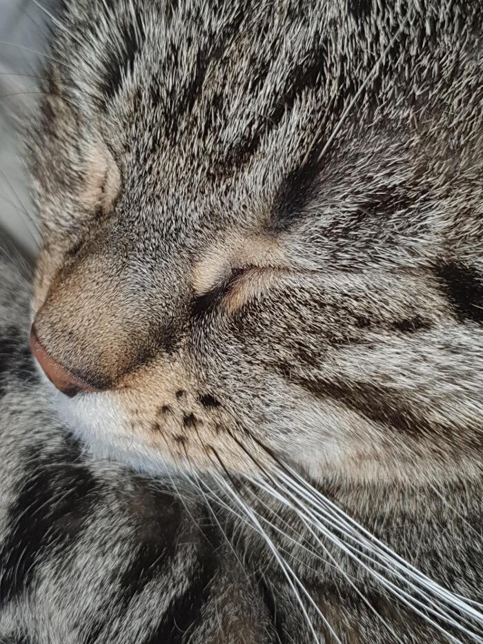 Bilder Katzennestsitter