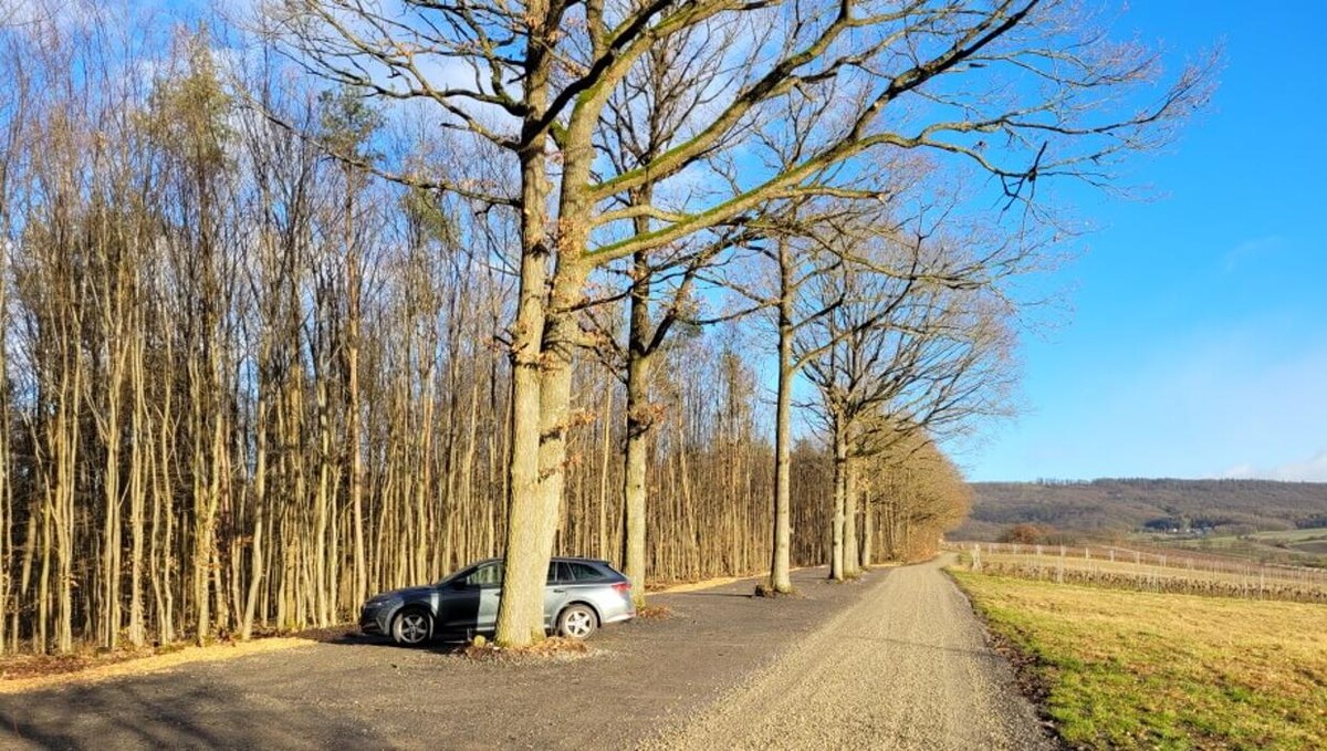 Bilder FriedWald am Zabelstein