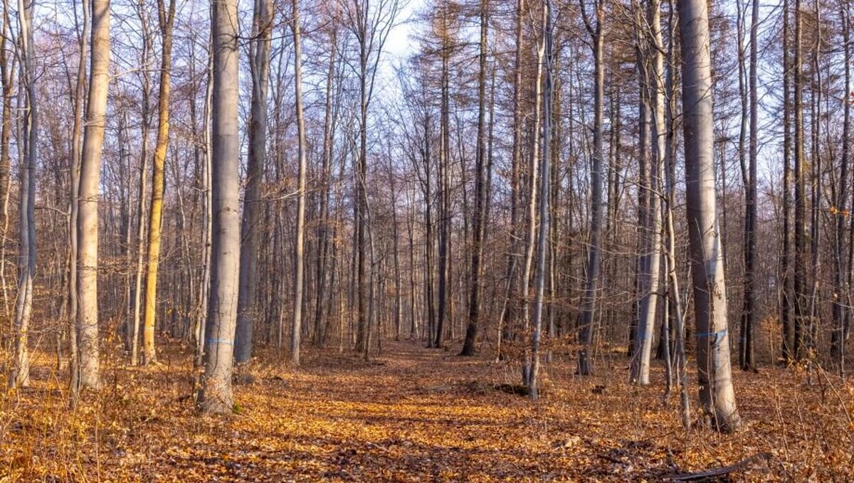 Bilder FriedWald Wolfenbüttel