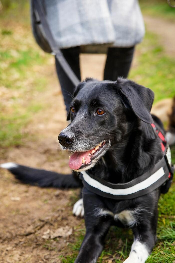 Bilder Hundeschule Pfotenklatsch