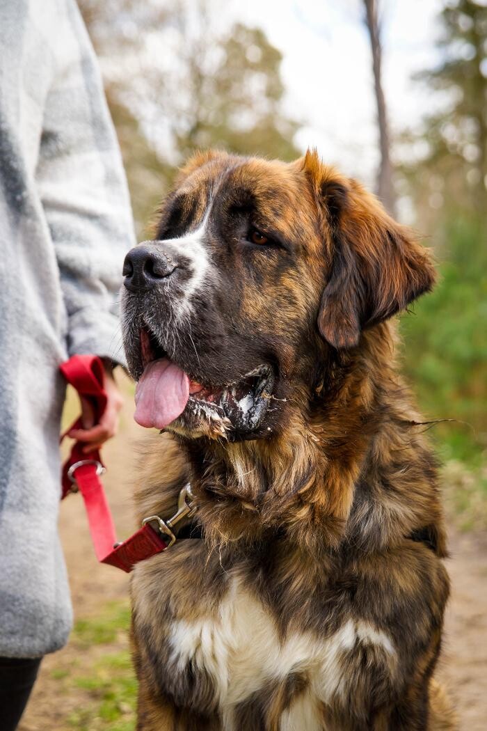 Bilder Hundeschule Pfotenklatsch