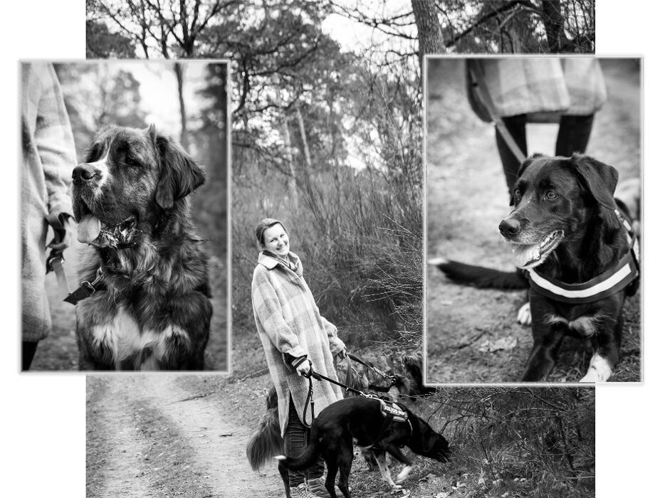 Bilder Hundeschule Pfotenklatsch