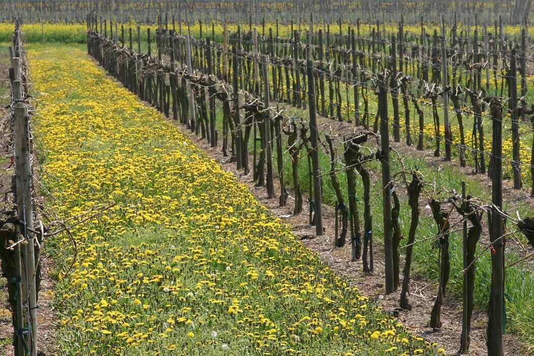 Bilder Weingut Rebenhof