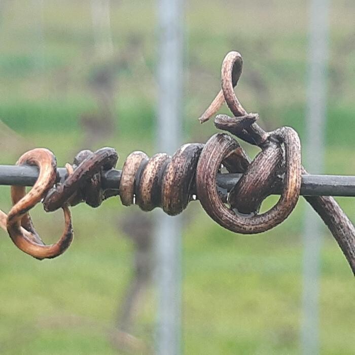 Bilder Weingut Rebenhof