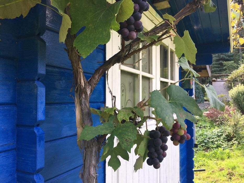 Bilder Ferienhaus Tannenhäusle