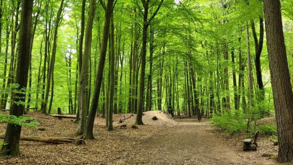 Bilder FriedWald Cloppenburg