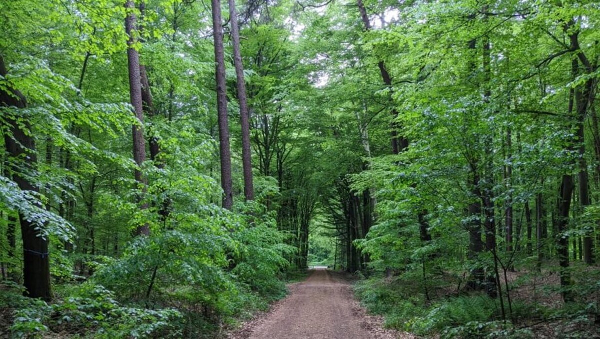 Bilder FriedWald Cloppenburg