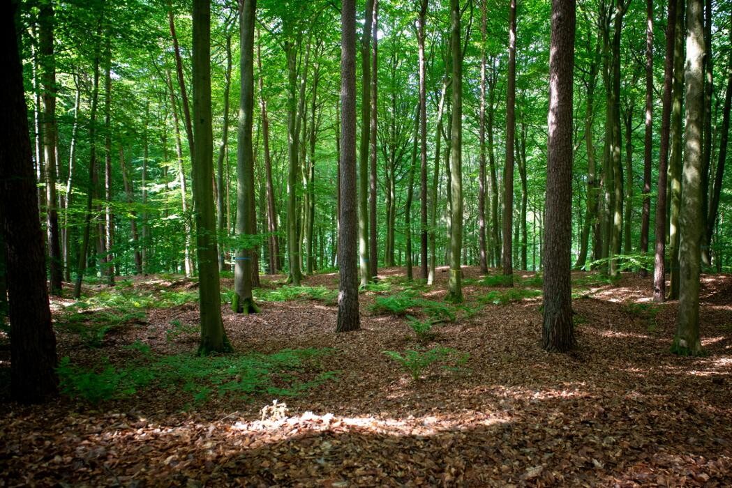 Bilder FriedWald Cloppenburg