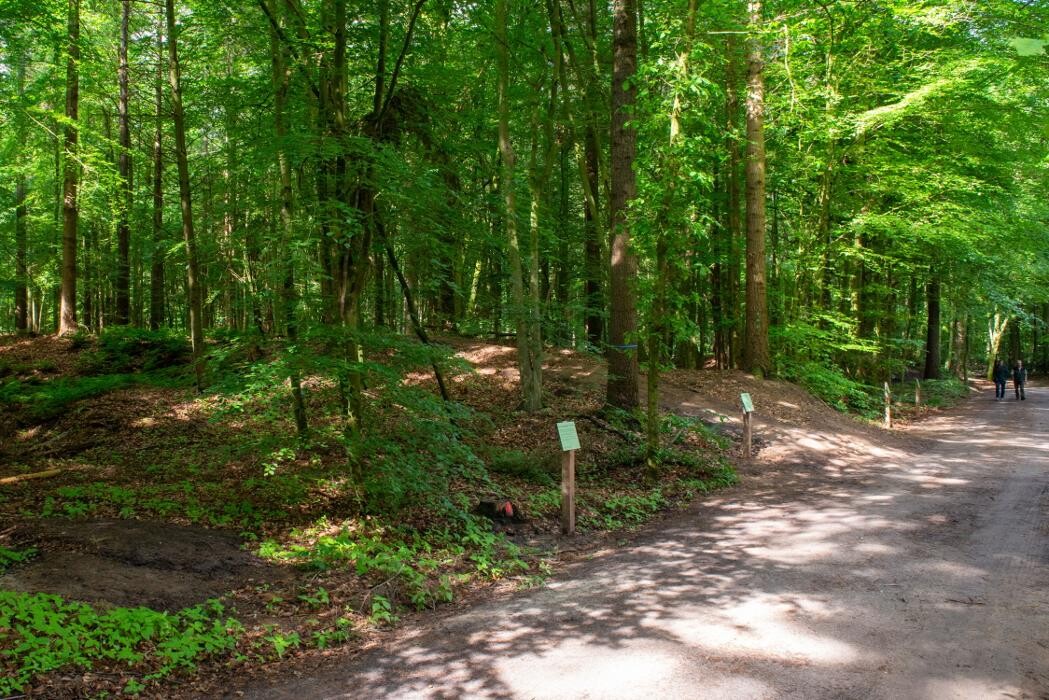 Bilder FriedWald Cloppenburg