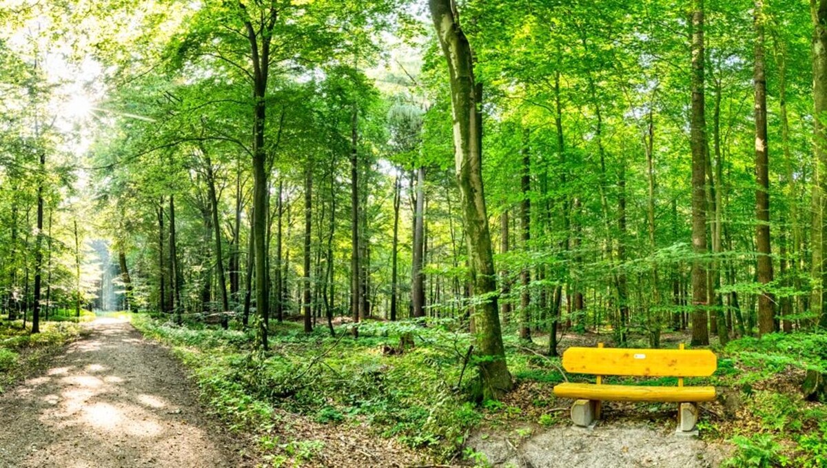 Bilder FriedWald Cloppenburg