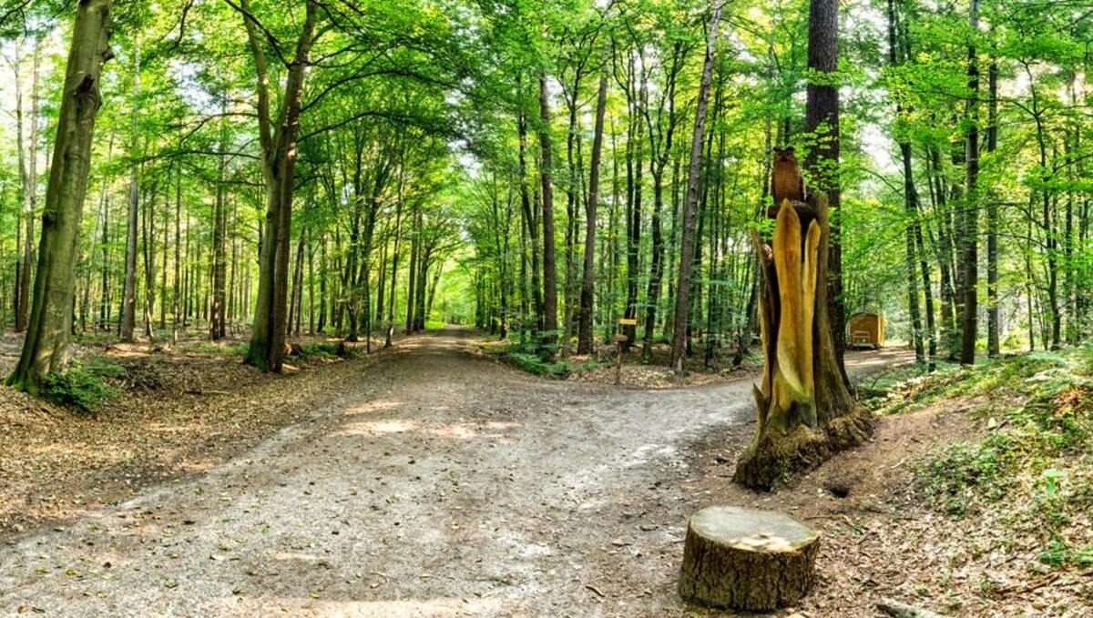 Bilder FriedWald Cloppenburg