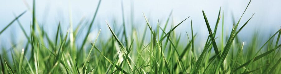 Bilder Rollrasen Kahl