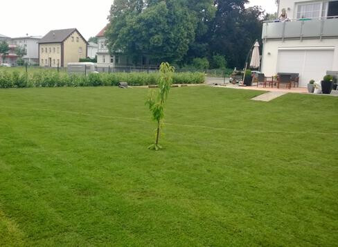 Bilder Rollrasen Kahl