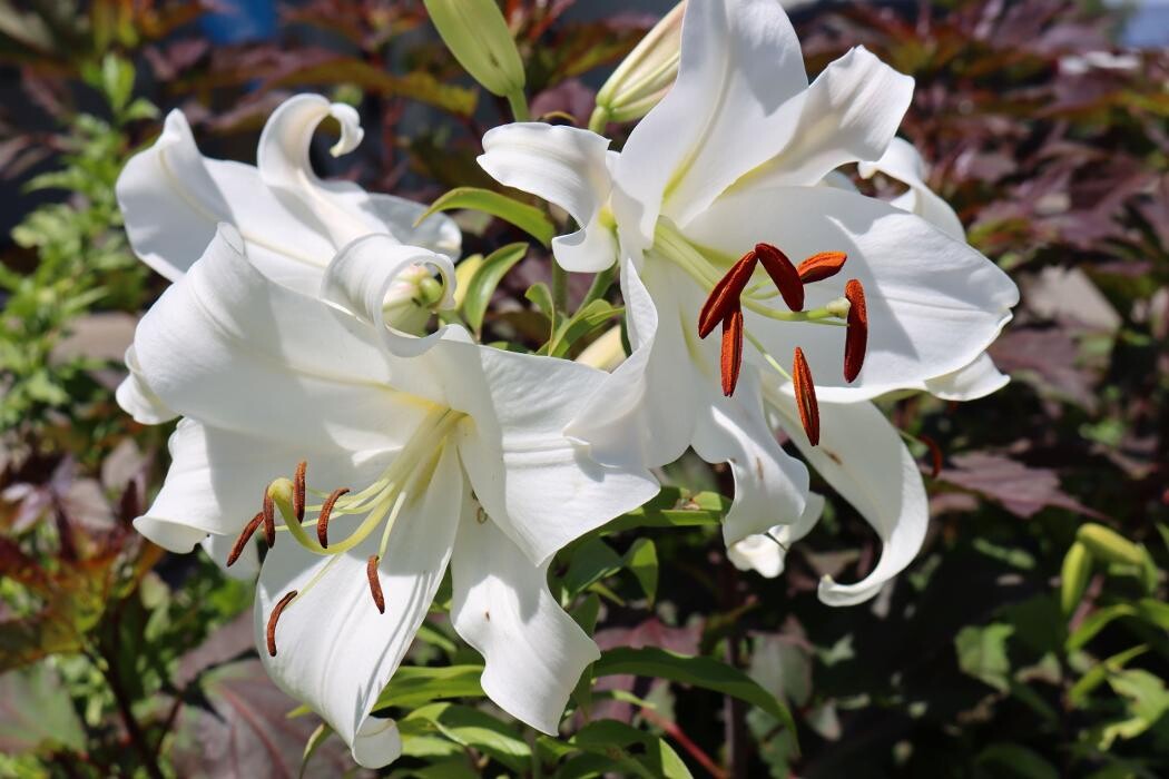 Bilder Unvergesslich-Bestattungen