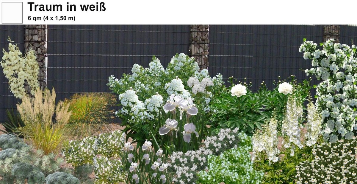 Bilder Staudenpracht