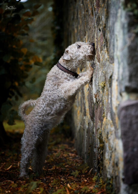 Bilder SH-Immo & partner