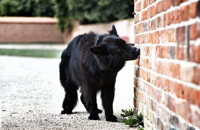 Bilder SH-Immo & partner