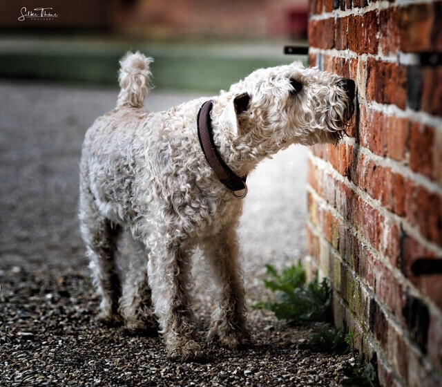 Bilder SH-Immo & partner