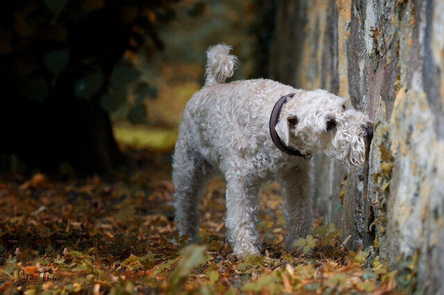 Bilder SH-Immo & partner