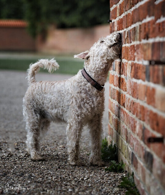 Bilder SH-Immo & partner