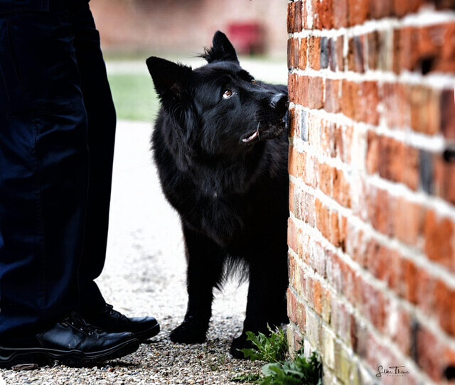 Bilder SH-Immo & partner