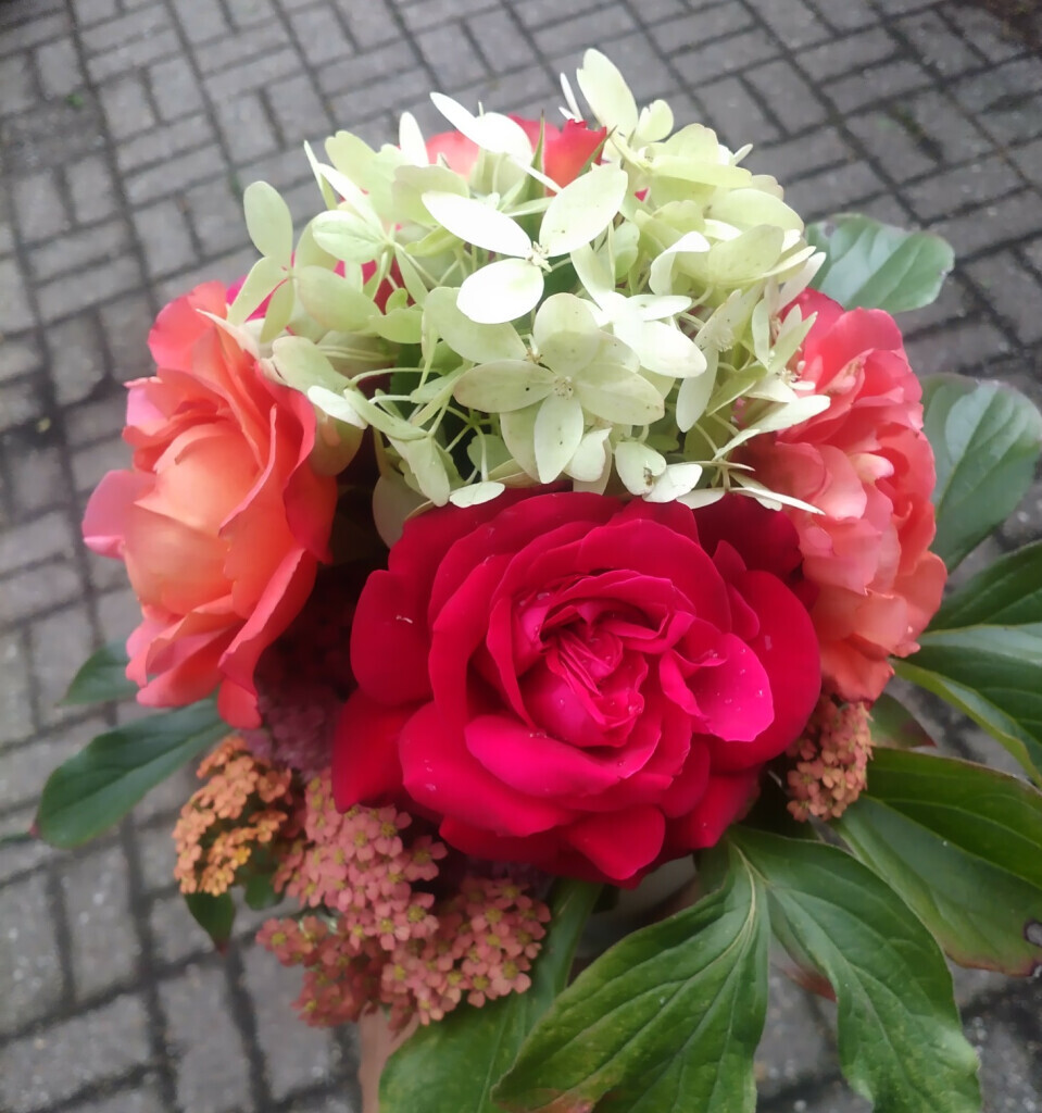 Bilder Pflanzen und Gartengestaltung Nienhaus