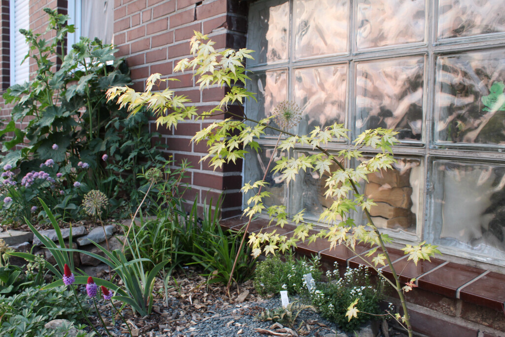 Bilder Pflanzen und Gartengestaltung Nienhaus