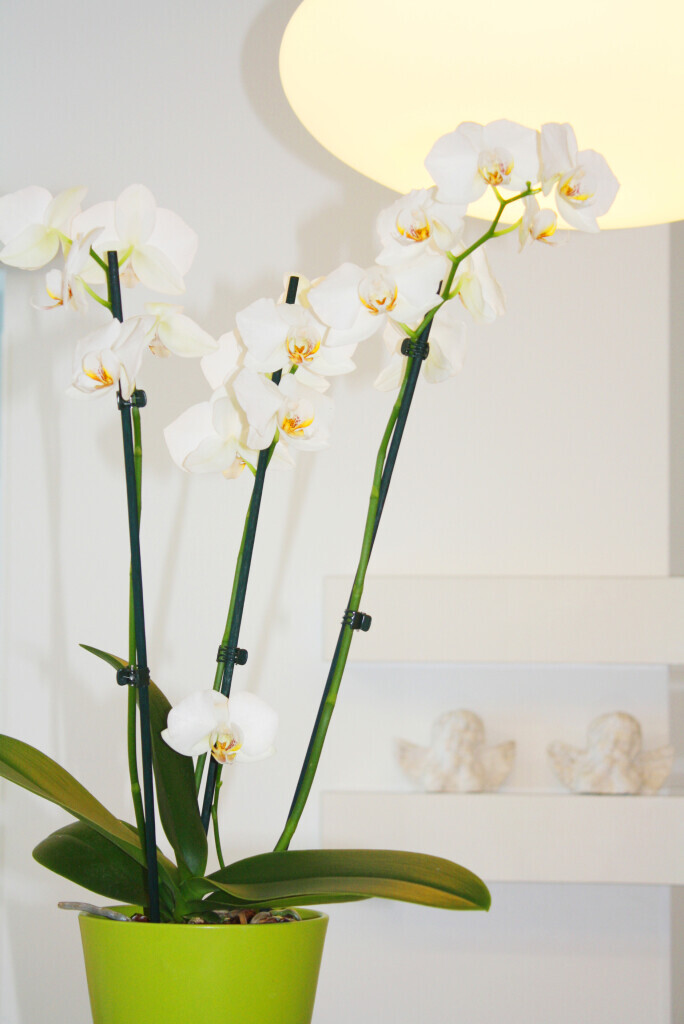 Bilder Dr. med. dent. Kerstin Polster D.M.D. (Tufts Universität, Boston)