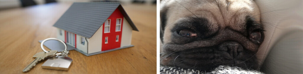 Bilder Starke Hausfairwaltung UG