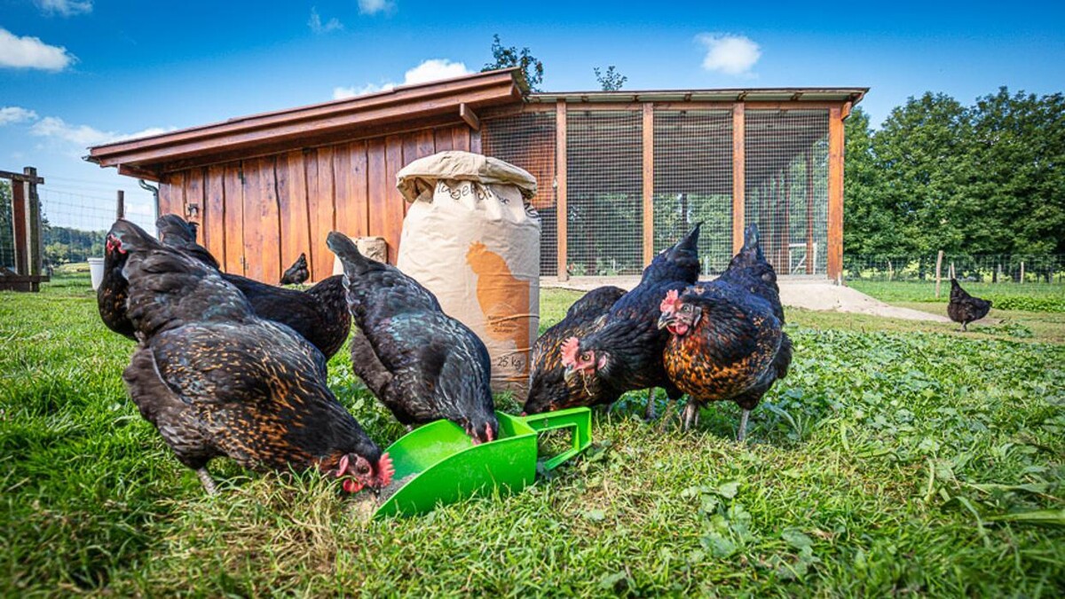 Bilder Raiffeisen Kraftfutterwerk Kehl