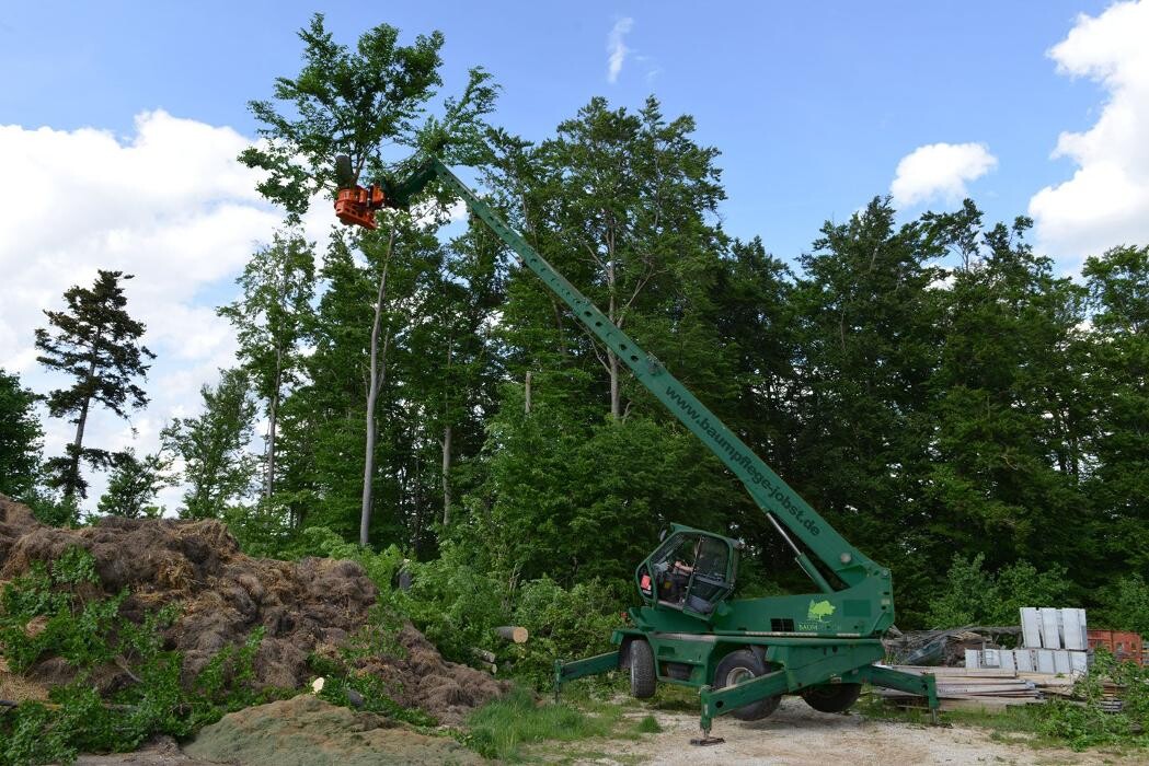 Bilder Baumpflege Jobst