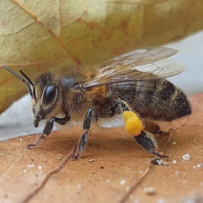 Bilder Bee My Only - Hamburger Honig - Regionaler Honig
