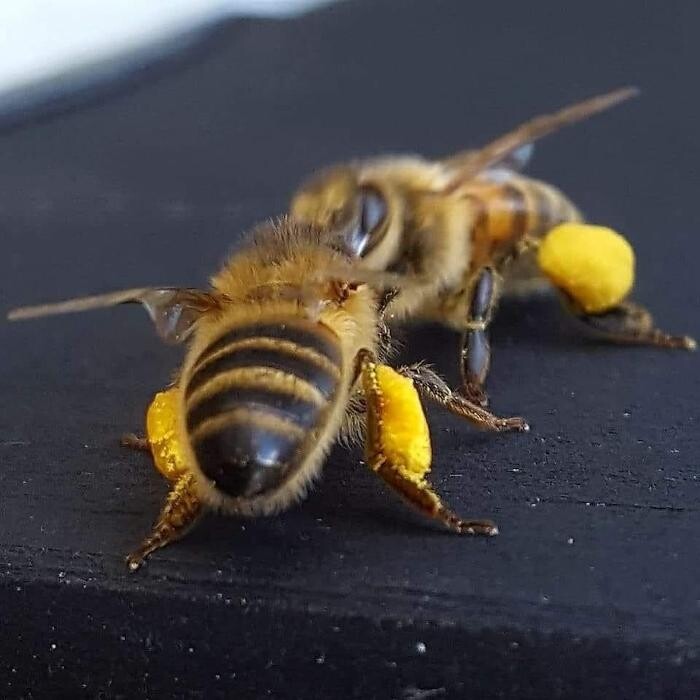 Bilder Bee My Only - Hamburger Honig - Regionaler Honig