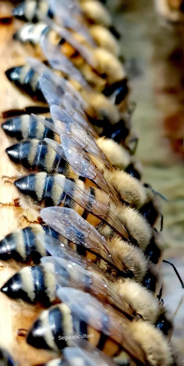 Bilder Bee My Only - Hamburger Honig - Regionaler Honig