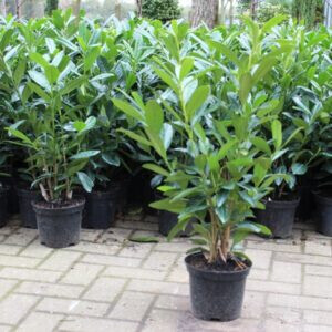 Bilder Ems-Garten