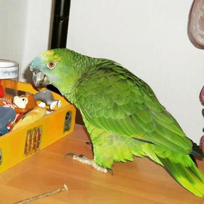 Bilder Mobile Tierheilpraxis Mendy