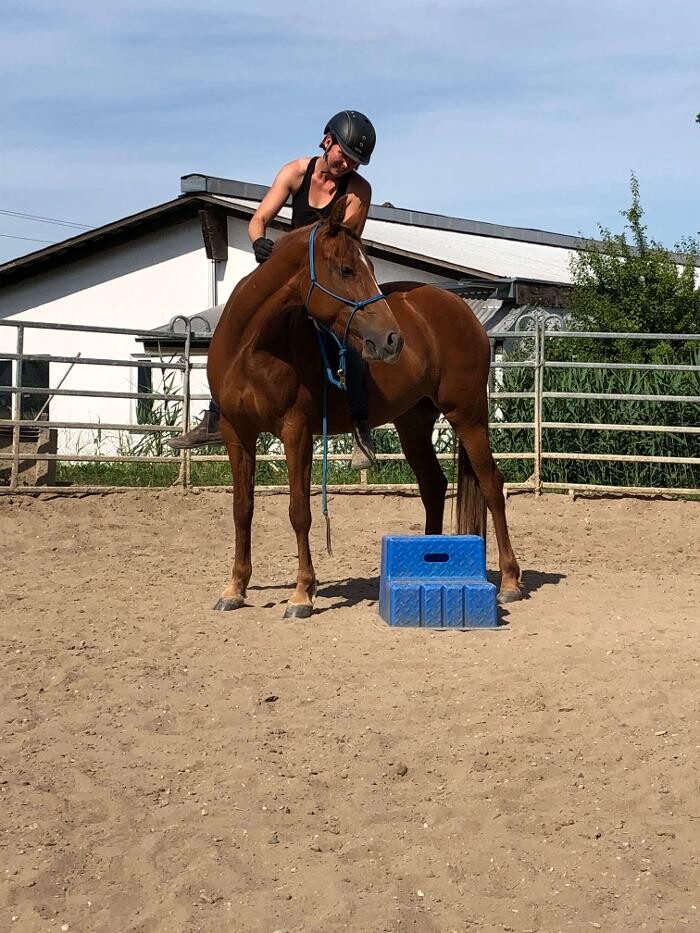 Bilder Franzi & Fiona - Pferdeausbildung