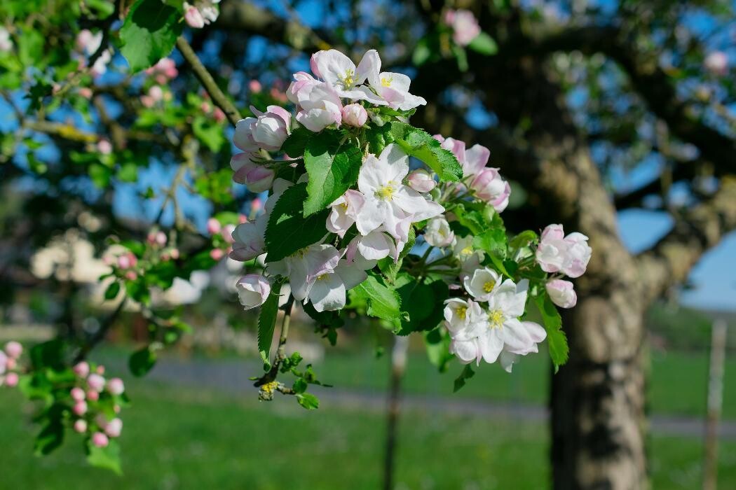 Bilder Baum & Biene