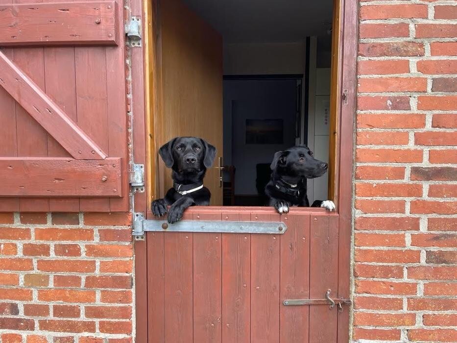Bilder TeamChance Hundeverhaltensberatung und -theraphie