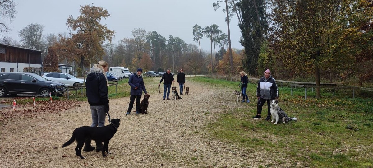 Bilder TeamChance Hundeverhaltensberatung und -theraphie