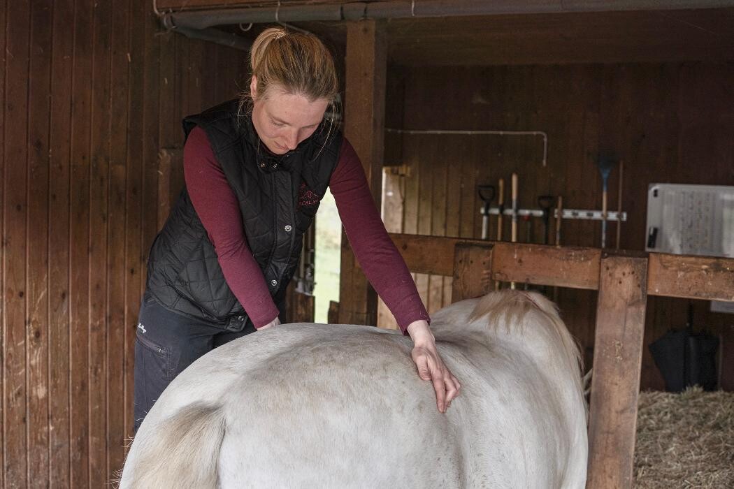 Bilder Holistical.Vet