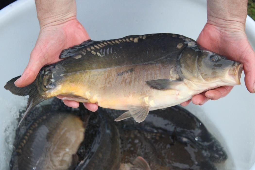 Bilder Fischereihof Kreutziger