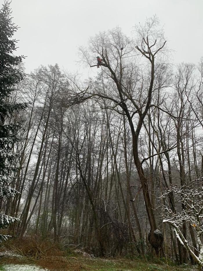 Bilder timotree, Fachkundige Baumpflege