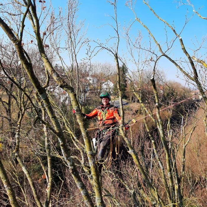 Bilder timotree, Fachkundige Baumpflege