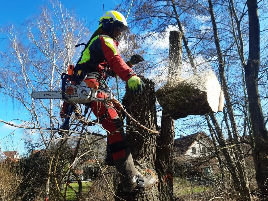 Bilder timotree, Fachkundige Baumpflege